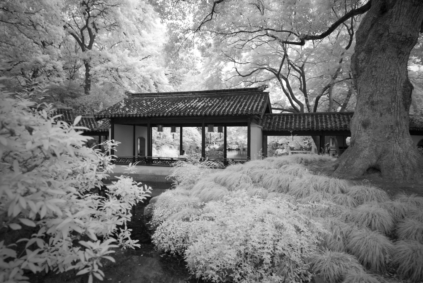 The corridor widens into a mid-point pavilion, creating architectural variation while separating water surfaces, with ancient trees and shrubs cascading to the water's edge.