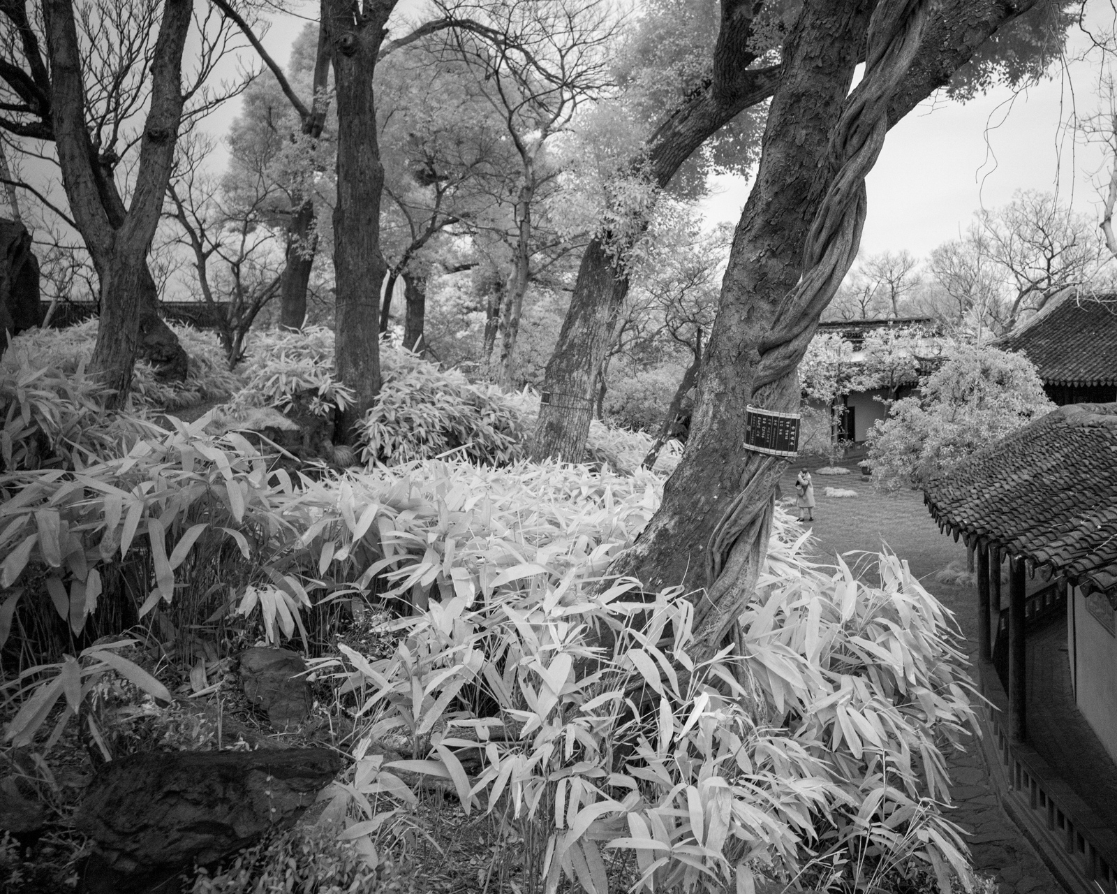 A dense grove of tall, ancient trees creating a natural canopy.