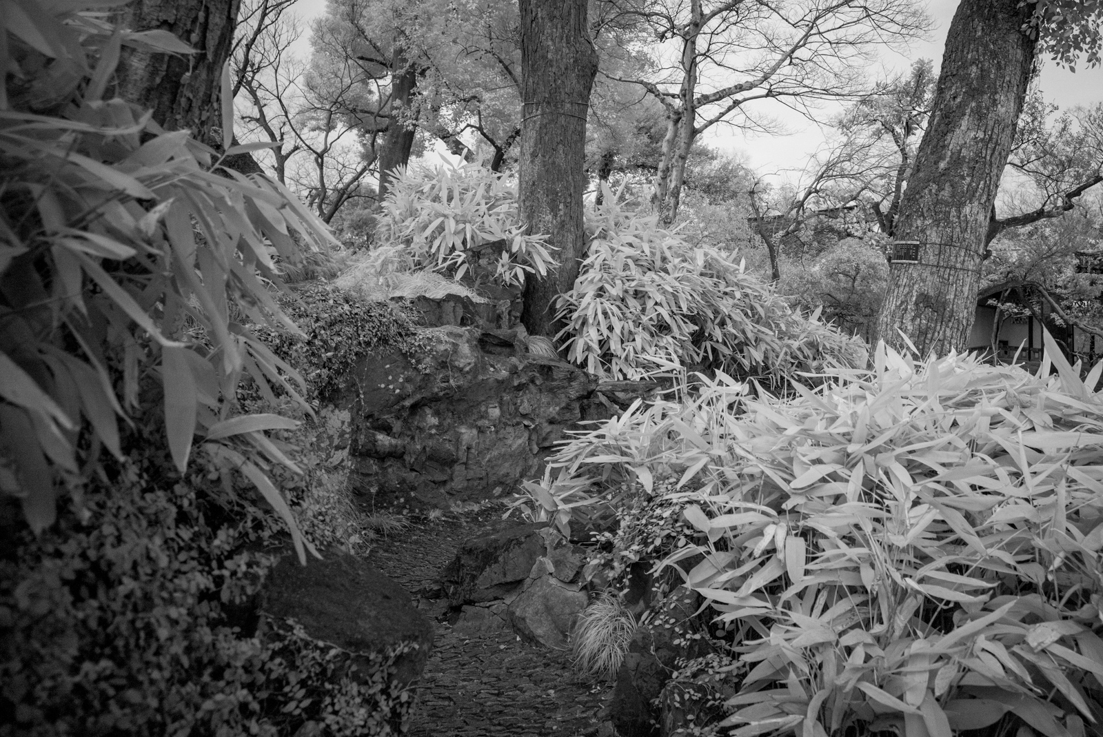 A naturally textured footpath winding through shrubs and rocks, blending into the landscape.