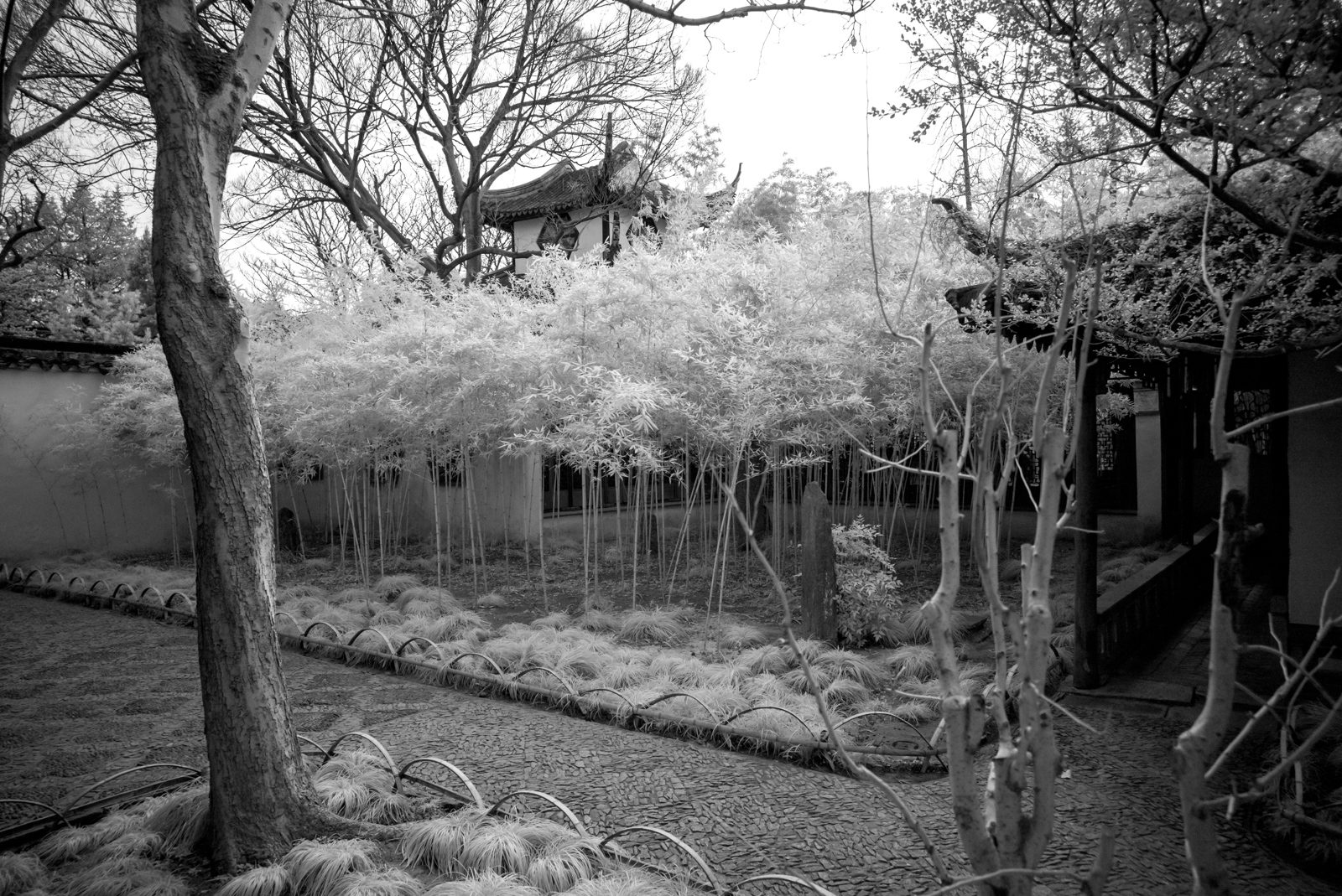 The exterior of the Cuilinglong building, its walls and windows softened by a surrounding grove of bamboo that resembles a floating mist, with the Tower for Viewing Hills in the distance.