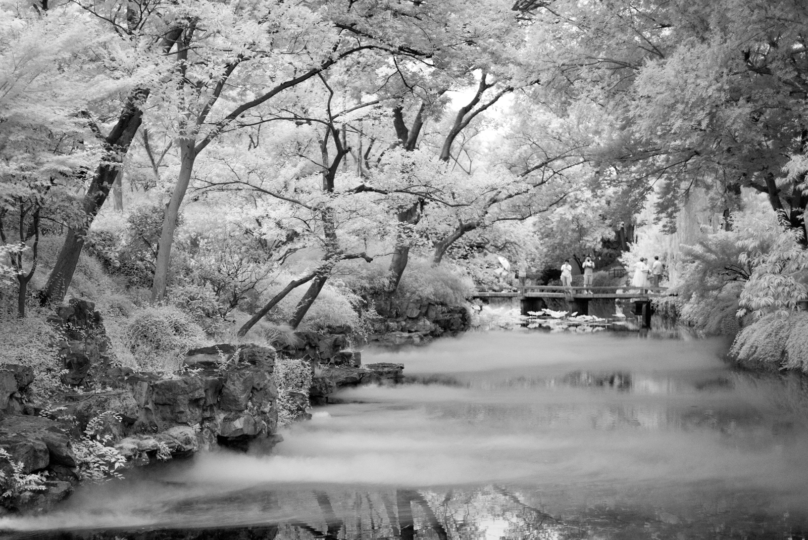 The northern pond enveloped in a soft, rising mist.